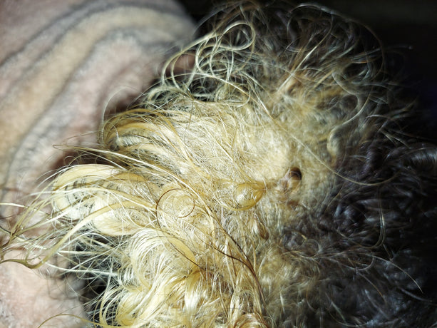 How To Cut Matted Tangled Hair And Be Happy !